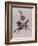 The Circus Pony and the Acrobat-Susie Jenkin Pearce-Framed Photo