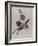 The Circus Pony and the Acrobat-Susie Jenkin Pearce-Framed Photo