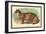 The Clouded Leopard-Sir William Jardine-Framed Art Print