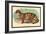 The Clouded Leopard-Sir William Jardine-Framed Art Print