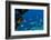 The Coastline of the island of Capri, Campania, Italy, Europe-Neil Farrin-Framed Photographic Print