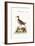 The Cock Coot-Footed Tringa, 1749-73-George Edwards-Framed Giclee Print