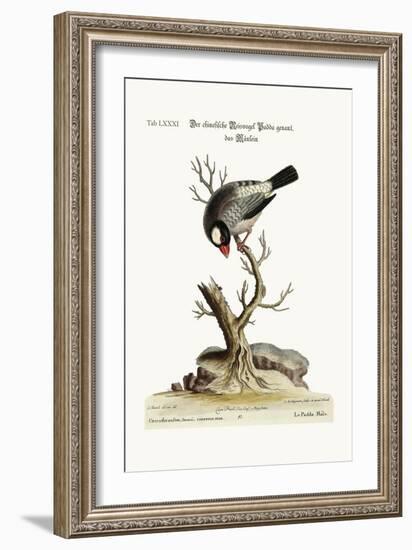 The Cock Padda or Rice-Bird, 1749-73-George Edwards-Framed Giclee Print