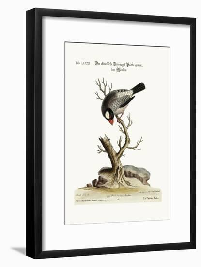 The Cock Padda or Rice-Bird, 1749-73-George Edwards-Framed Giclee Print
