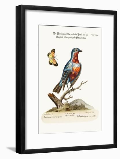 The Cock Purple-Breasted Manakin, 1749-73-George Edwards-Framed Giclee Print