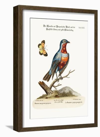 The Cock Purple-Breasted Manakin, 1749-73-George Edwards-Framed Giclee Print