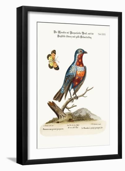 The Cock Purple-Breasted Manakin, 1749-73-George Edwards-Framed Giclee Print
