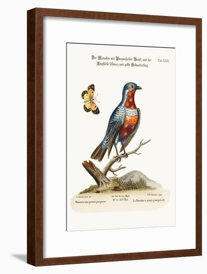 The Cock Purple-Breasted Manakin, 1749-73-George Edwards-Framed Giclee Print