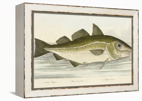 The Cod Fish-E. Albin-Framed Premier Image Canvas