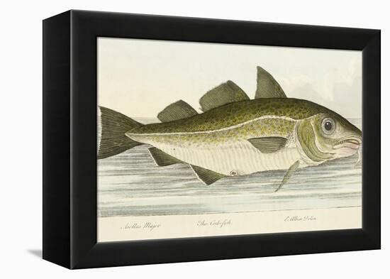 The Cod Fish-E. Albin-Framed Premier Image Canvas