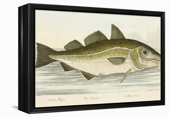 The Cod Fish-E. Albin-Framed Premier Image Canvas