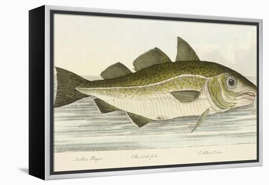 The Cod Fish-E. Albin-Framed Premier Image Canvas