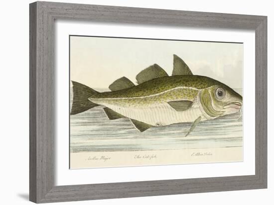 The Cod Fish-E. Albin-Framed Giclee Print