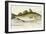 The Cod Fish-E. Albin-Framed Giclee Print