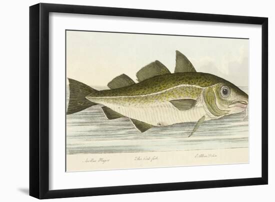 The Cod Fish-E. Albin-Framed Giclee Print