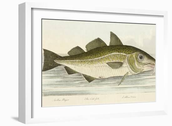 The Cod Fish-E. Albin-Framed Giclee Print