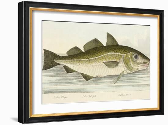 The Cod Fish-E. Albin-Framed Giclee Print