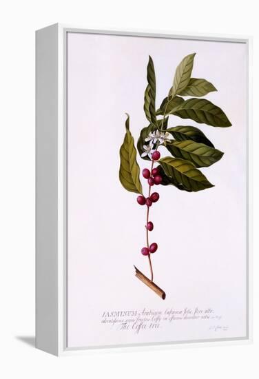 The Coffee Tree, C.1743-Georg Dionysius Ehret-Framed Premier Image Canvas