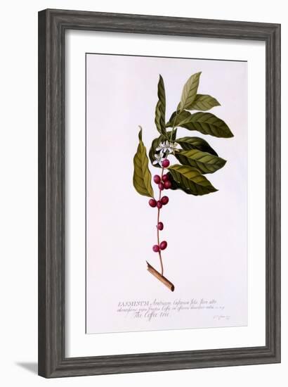 The Coffee Tree, C.1743-Georg Dionysius Ehret-Framed Giclee Print