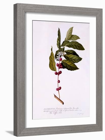 The Coffee Tree, C.1743-Georg Dionysius Ehret-Framed Giclee Print