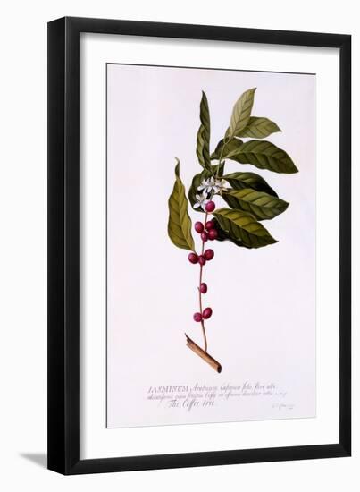 The Coffee Tree, C.1743-Georg Dionysius Ehret-Framed Giclee Print