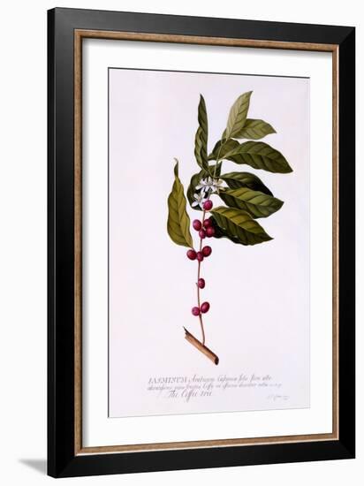 The Coffee Tree, C.1743-Georg Dionysius Ehret-Framed Giclee Print