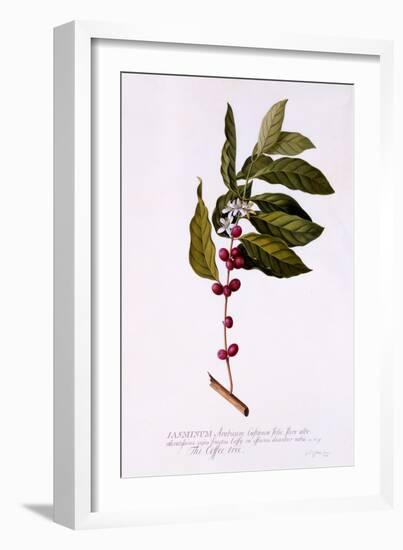 The Coffee Tree, C.1743-Georg Dionysius Ehret-Framed Giclee Print