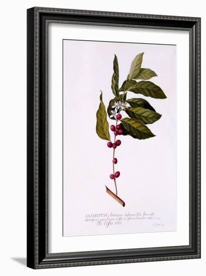 The Coffee Tree, C.1743-Georg Dionysius Ehret-Framed Giclee Print