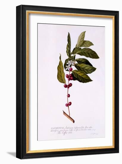 The Coffee Tree, C.1743-Georg Dionysius Ehret-Framed Giclee Print