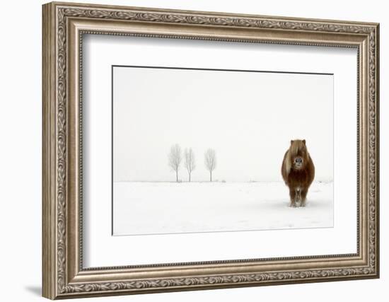 The Cold Pony-Gert Van Den-Framed Photographic Print