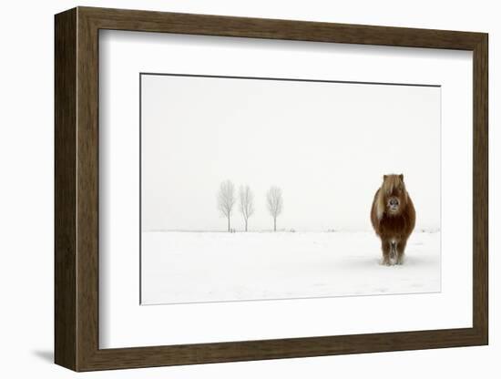 The Cold Pony-Gert Van Den-Framed Photographic Print