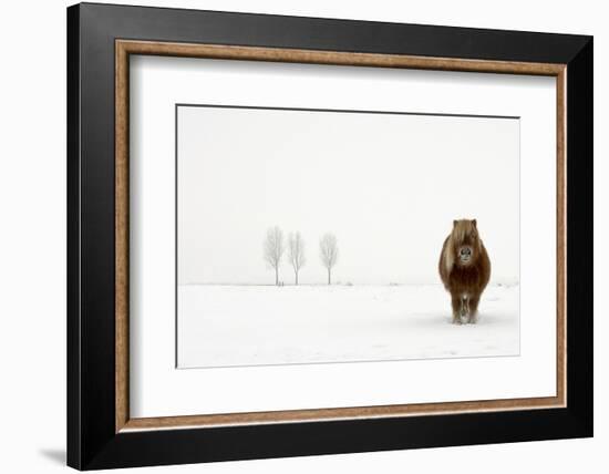 The Cold Pony-Gert Van Den-Framed Photographic Print