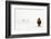 The Cold Pony-Gert Van Den-Framed Photographic Print