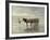 The Collection at Goemon-Anton Mauve-Framed Giclee Print