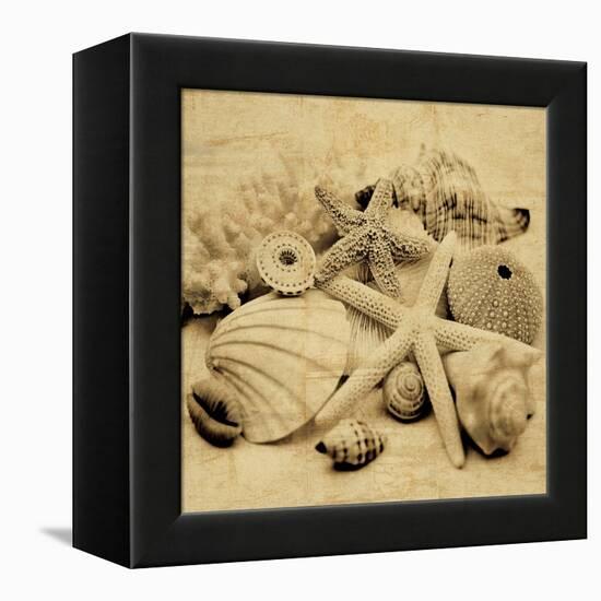 The Collection II-John Seba-Framed Stretched Canvas