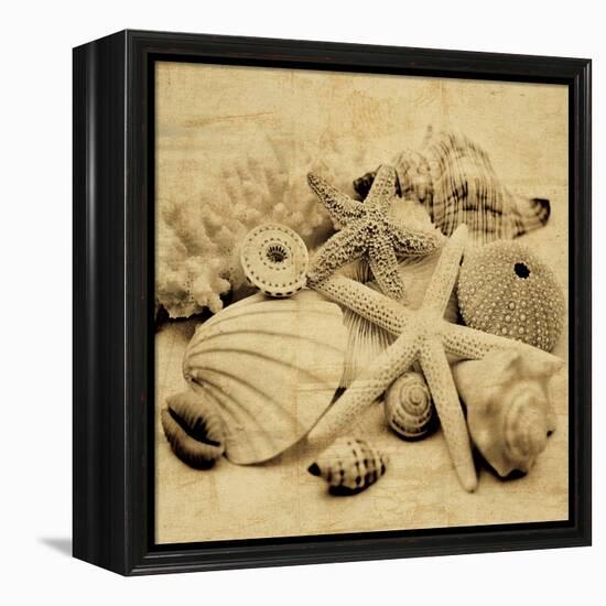 The Collection II-John Seba-Framed Stretched Canvas