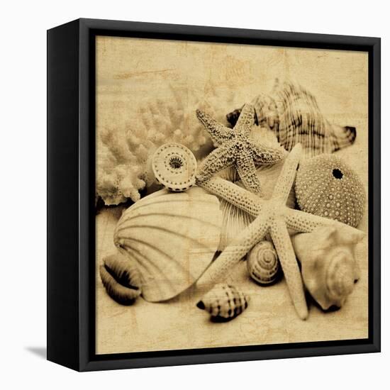 The Collection II-John Seba-Framed Stretched Canvas