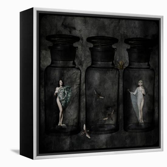 The Collector-Lydia Marano-Framed Premier Image Canvas