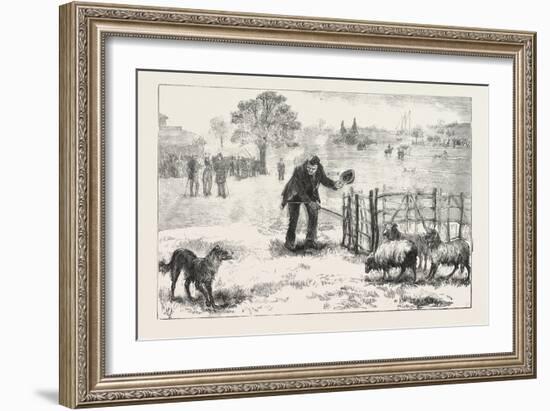 The Collie Dog Trials at the Alexandra Palace, Penning the Sheep, 1876, Uk-null-Framed Giclee Print