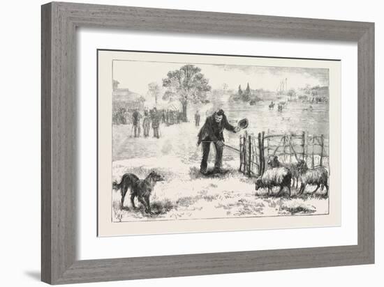 The Collie Dog Trials at the Alexandra Palace, Penning the Sheep, 1876, Uk-null-Framed Giclee Print