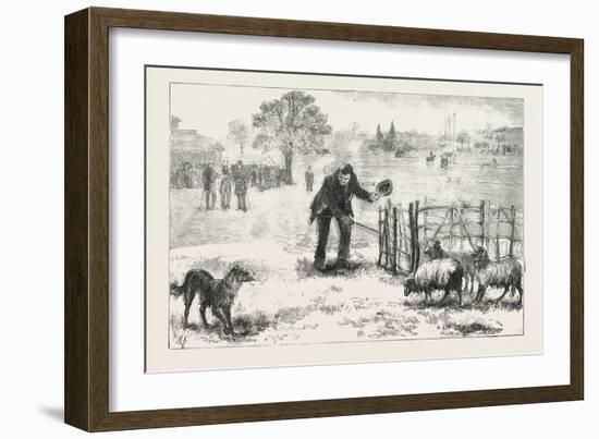 The Collie Dog Trials at the Alexandra Palace, Penning the Sheep, 1876, Uk-null-Framed Giclee Print