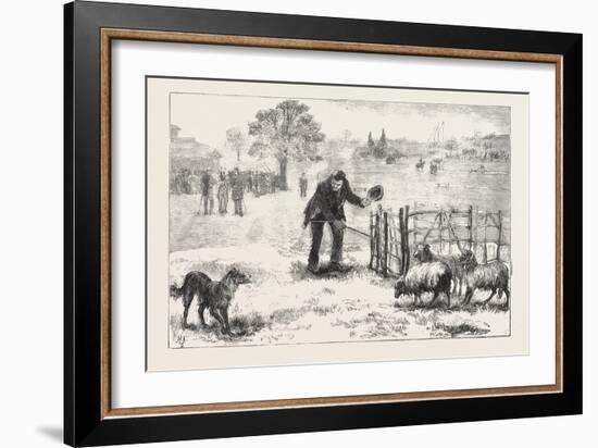 The Collie Dog Trials at the Alexandra Palace, Penning the Sheep, 1876, Uk-null-Framed Giclee Print