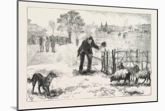 The Collie Dog Trials at the Alexandra Palace, Penning the Sheep, 1876, Uk-null-Mounted Giclee Print