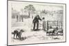 The Collie Dog Trials at the Alexandra Palace, Penning the Sheep, 1876, Uk-null-Mounted Giclee Print