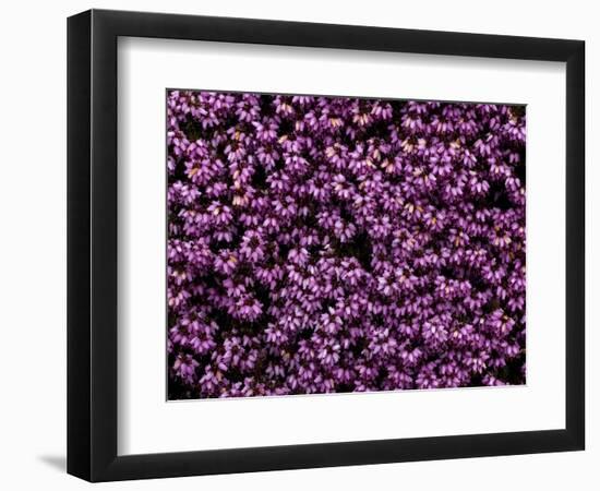 The Color Purple-John Gusky-Framed Photographic Print