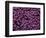 The Color Purple-John Gusky-Framed Photographic Print