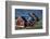 The Colorful Cottages of the Town Narsaq, Greenland-David Noyes-Framed Photographic Print