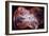 The Colorful Demise of a Sun-like Star Space Photo-null-Framed Premium Giclee Print