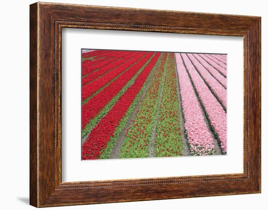 The Colorful Tulip Fields in Spring, Berkmeer, Koggenland, North Holland, Netherlands, Europe-Roberto Moiola-Framed Photographic Print