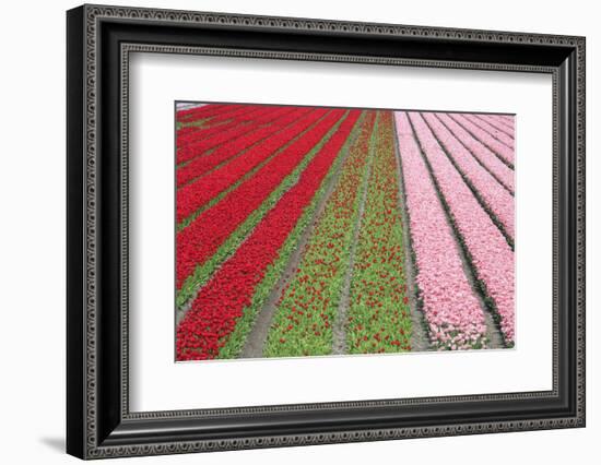 The Colorful Tulip Fields in Spring, Berkmeer, Koggenland, North Holland, Netherlands, Europe-Roberto Moiola-Framed Photographic Print